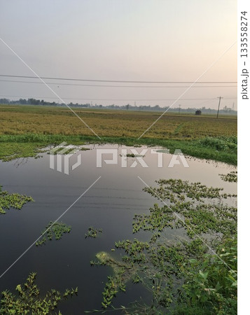 Tranquil wetland landscape at sunrise with calm water and lush vegetation Tranquil wetland landscape at sunrise with calm water and lush vegetation 133558274