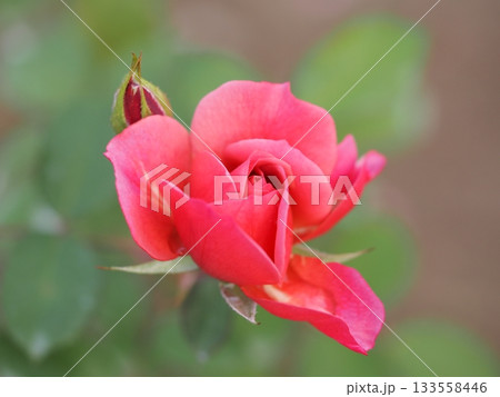 ライラック色のバラ　あおい 133558446