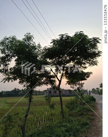 Silhouettes of trees against a sunset sky with power lines 133558476