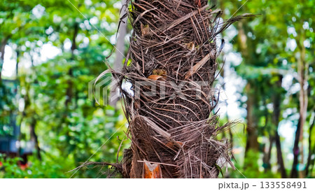 Beautiful photo of palm trees growing wild in nature 133558491