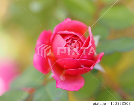 ライラック色のバラ　あおい 133558508