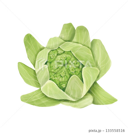 水彩風リアルなふきのとう　手描き 133558516