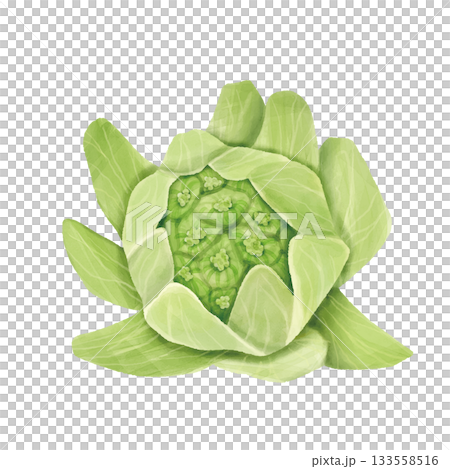 水彩風リアルなふきのとう　手描き 133558516