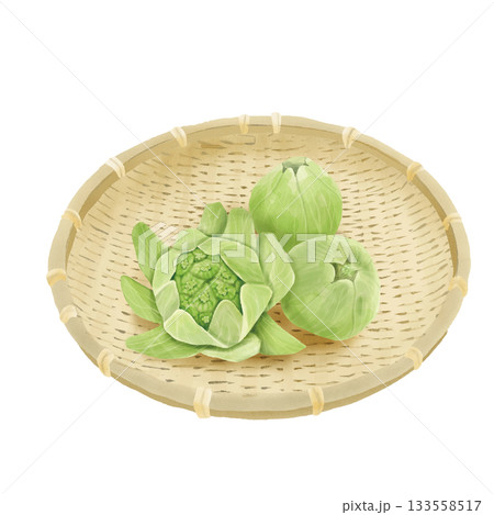 竹ザルの上の水彩風リアルなふきのとうのセット　手描き 133558517