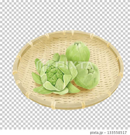 竹ザルの上の水彩風リアルなふきのとうのセット　手描き 133558517