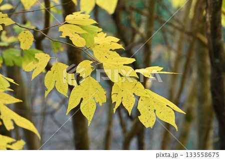 シロモジ黄葉3（香川県仲多度郡まんのう町大川山） 133558675