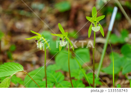 250606入笠山トレッキング 133558743