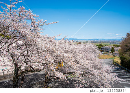 満開の桜と爽やかな青空《岐阜県 養老公園》 満開の桜と爽やかな青空《岐阜県 養老公園》 133558854