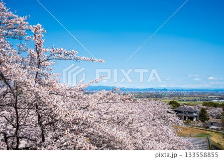 満開の桜と爽やかな青空《岐阜県 養老公園》 133558855