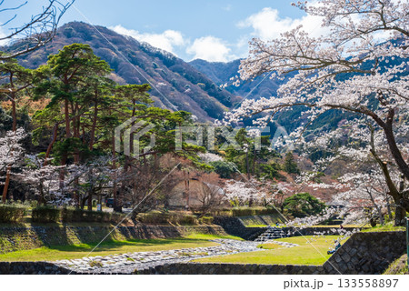 養老公園の春・満開の桜《岐阜県》 133558897