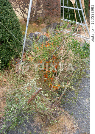 Japanese Gardener 133558993