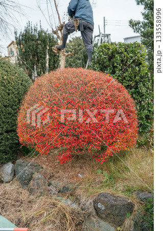 Japanese Gardener 133558996