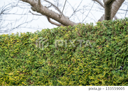 Japanese Gardener 133559005