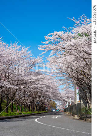 満開の桜と爽やかな青空《岐阜県 養老公園》 満開の桜と爽やかな青空《岐阜県 養老公園》 133559076