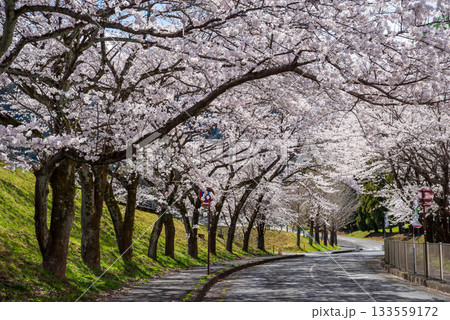 満開の桜《岐阜県 養老公園》 満開の桜《岐阜県 養老公園》 133559172