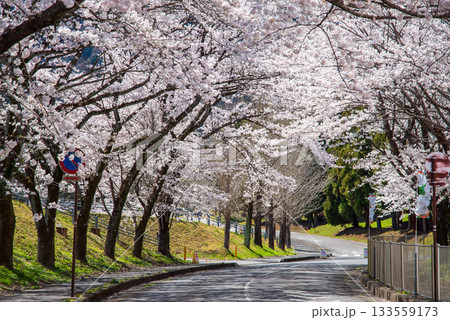 満開の桜《岐阜県 養老公園》 133559173