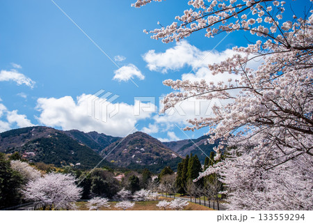 満開の桜《岐阜県 養老公園》 133559294