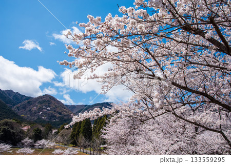 満開の桜《岐阜県 養老公園》 133559295