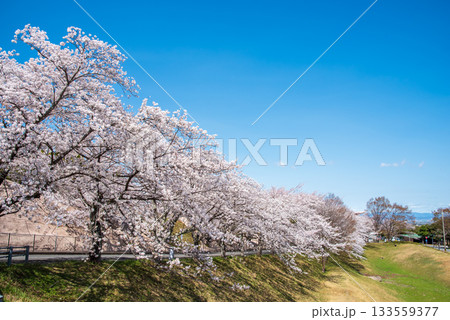 満開の桜並木と爽やかな青空《岐阜県 養老公園》 満開の桜並木と爽やかな青空《岐阜県 養老公園》 133559377