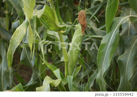 風に揺れる畑のトウモロコシ 133559442
