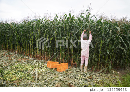 とうもろこしの収穫をする男性 133559458