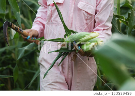 とうもろこしの収穫をする男性 とうもろこしの収穫をする男性 133559459