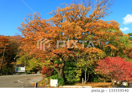 秋田市 千秋公園 秋田市 千秋公園 133559540