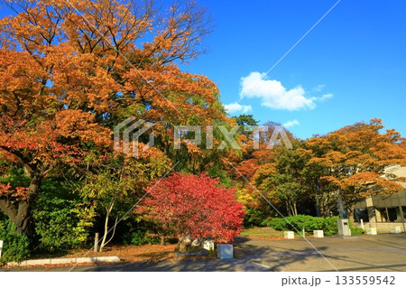 秋田市　千秋公園 133559542