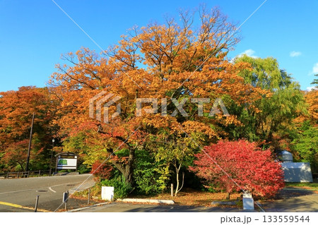 秋田市 千秋公園 秋田市 千秋公園 133559544