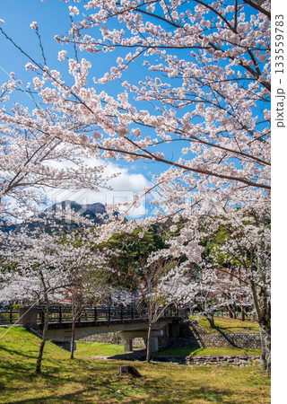 満開の桜《岐阜県 養老公園》 満開の桜《岐阜県 養老公園》 133559783