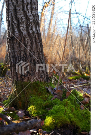 Bright green moss grows around the base of a tree in a quiet woodland, surrounded by fallen leaves and soft sunlight highlighting natural forest textures. Bright green moss grows around the base of a tree in a quiet woodland, surrounded by fallen leaves and soft sunlight highlighting natural forest textures. 133559820