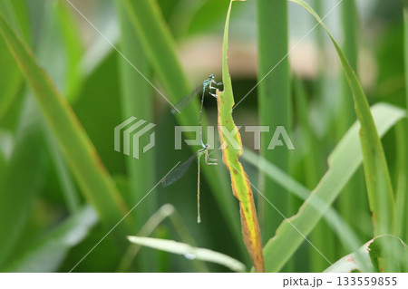 イトトンボ 133559855