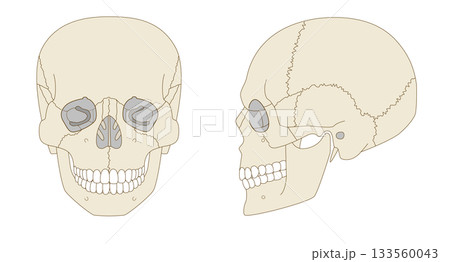正面と横から見た頭蓋骨の解剖学的な構造図（教育、医療用途向け) 133560043