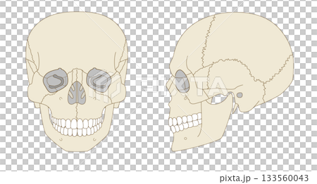 正面と横から見た頭蓋骨の解剖学的な構造図（教育、医療用途向け) 133560043