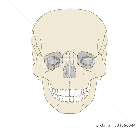 正面から見た頭蓋骨の解剖学的な構造図（教育、医療用途向け) 133560044