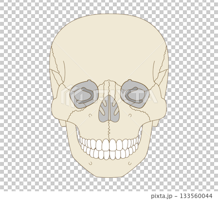 正面から見た頭蓋骨の解剖学的な構造図（教育、医療用途向け) 133560044