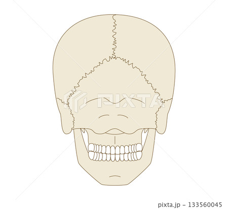 後ろから見た頭蓋骨の解剖学的な構造図（教育、医療用途向け) 133560045