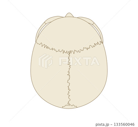 上から見た頭蓋骨の解剖学的な構造図（教育、医療用途向け ） 133560046