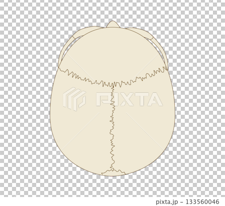 頭骨解剖俯視圖（用於教學和醫學目的） 133560046