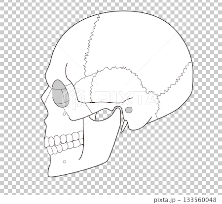 Black and white printable anatomical diagram of the skull from a side view (for educational and medical use) Black and white printable anatomical diagram of the skull from a side view (for educational and medical use) 133560048