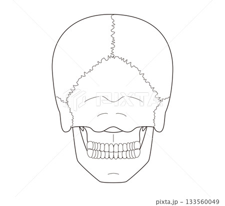 白黒印刷用 後ろから見た頭蓋骨の解剖学的な構造図 白黒印刷用 後ろから見た頭蓋骨の解剖学的な構造図 133560049