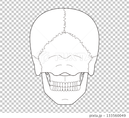 白黒印刷用 後ろから見た頭蓋骨の解剖学的な構造図 白黒印刷用 後ろから見た頭蓋骨の解剖学的な構造図 133560049