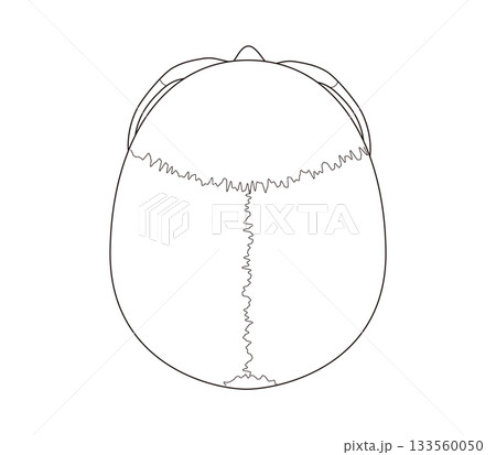 白黒印刷用　上から見た頭蓋骨の解剖学的な構造図（教育、医療用途向け) 133560050