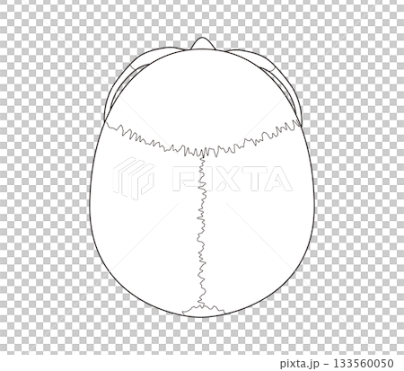 白黒印刷用　上から見た頭蓋骨の解剖学的な構造図（教育、医療用途向け) 133560050