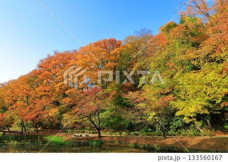 秋田市 千秋公園 秋田市 千秋公園 133560167