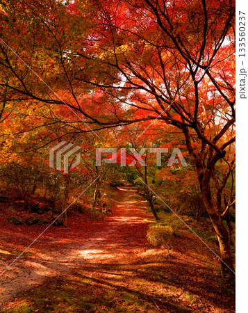 みごとな紅葉に包まれた京都府城陽市・鴻ノ巣山散策道の小径 133560237