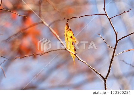 冬の空と、もう少しで落ちそうな紅葉した葉 133560284