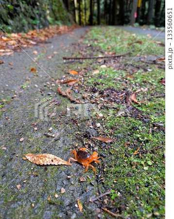 雨上がりの山道を這いまわる沢蟹 133560651