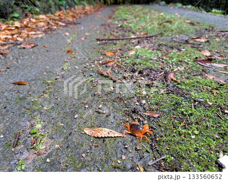雨上がりの山道を這いまわる沢蟹 133560652