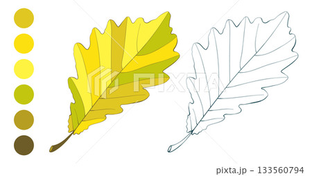 Set of hand-drawn golden colored withered oak autumn leaf isolated on white background. Flat and line styles vector illustrations. Set of hand-drawn golden colored withered oak autumn leaf isolated on white background. Flat and line styles vector illustrations. 133560794